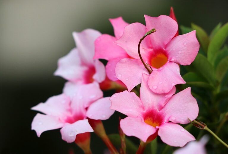How to Grow Mandevilla in a Pot Secrets