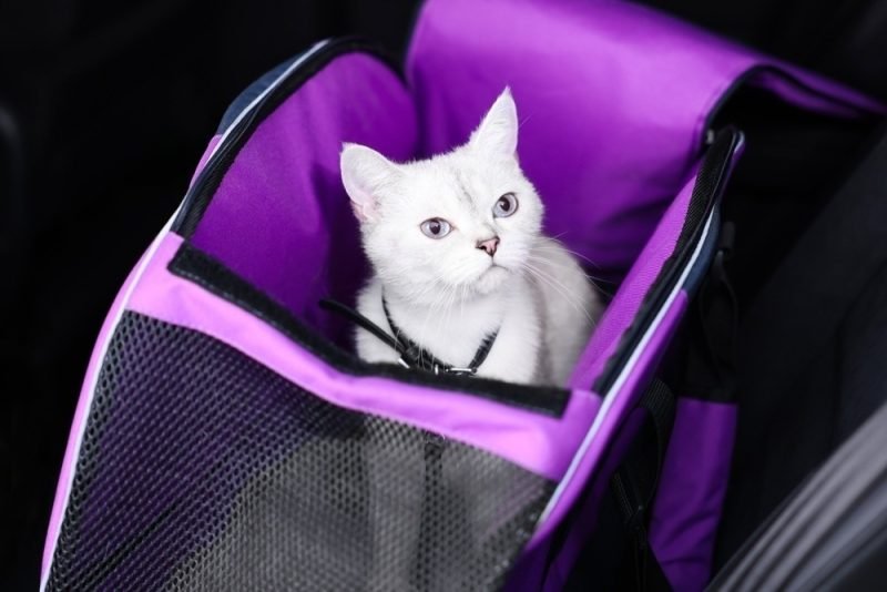 10 Best Cat Carriers in 2025 – Reviews & Top Picks