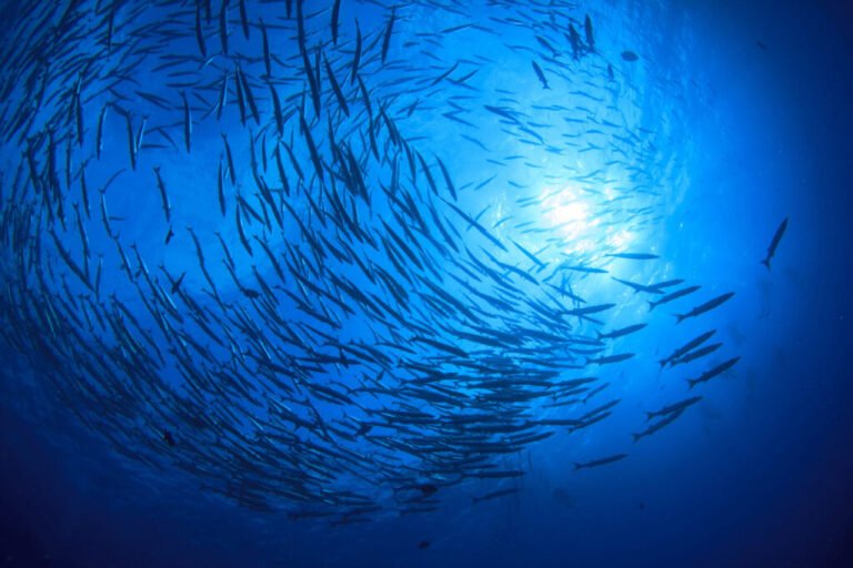 The Drawbacks of Ocean Fertilisation
