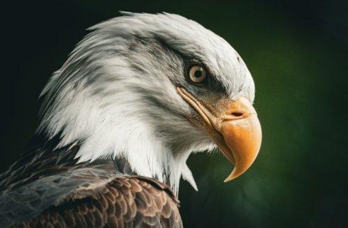 The Lord Does What He Pleases – Psalm 135:5-6