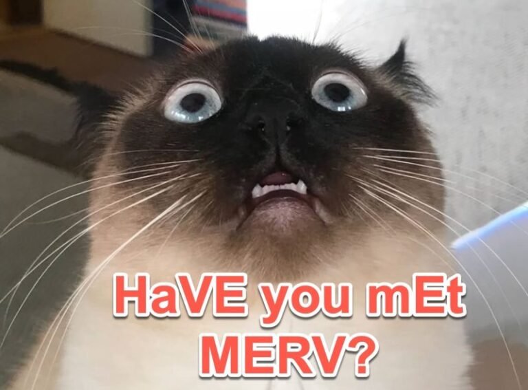 Meet Merv: The Talking Cat Who’s Making the World Smile (One Summoned BAGAGWA at a Time)