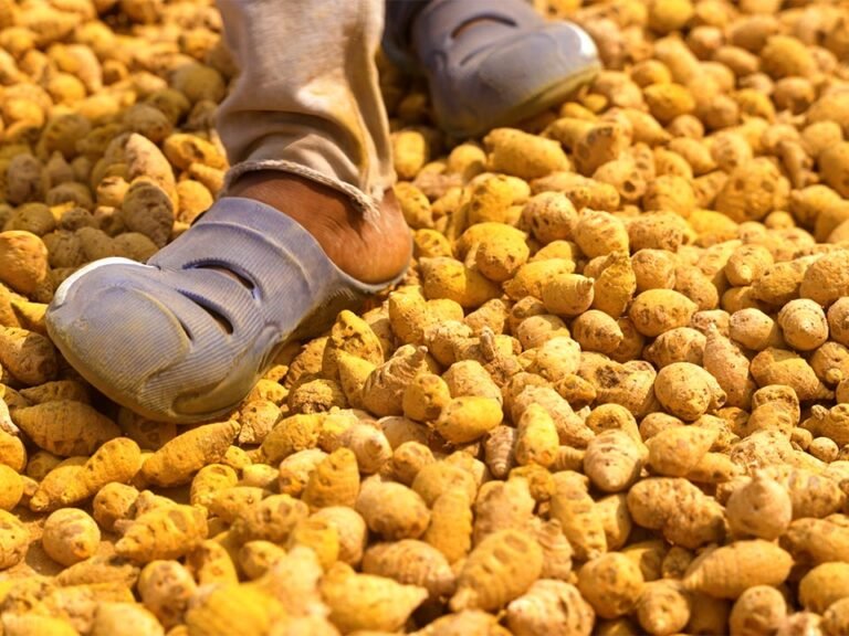 India grows 80% of the world's turmeric. So why are farmers struggling?
