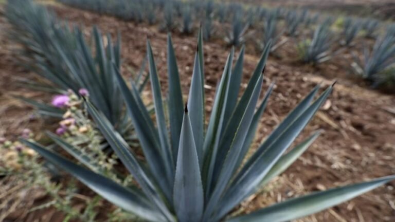 Mexico’s tequila boom is threatened by literal highway robbery