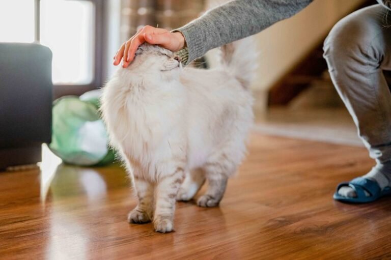 7 Simple Ways to Keep Your Indoor Cat Active, Curious, and Calm