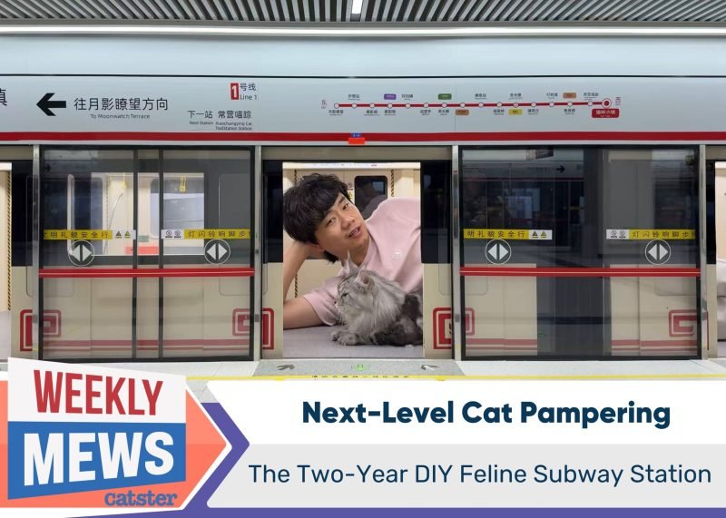 Next-Level Cat Pampering: The Two-Year DIY Feline Subway Station