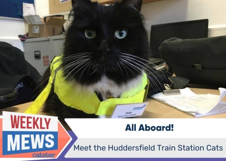 All Aboard: Meet the Huddersfield Train Station Cats