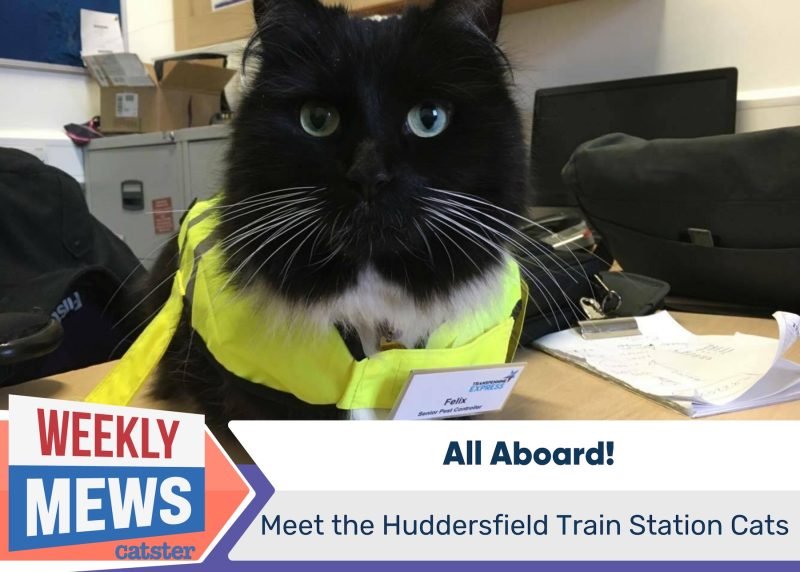 All Aboard: Meet the Huddersfield Train Station Cats