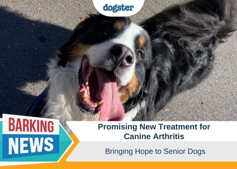 Promising New Treatment for Canine Arthritis Brings Hope for Senior Dogs