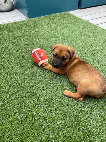 Office Dogs in San Francisco: Meet the Squad that Boosts Workplace Culture at P.L.A.Y.