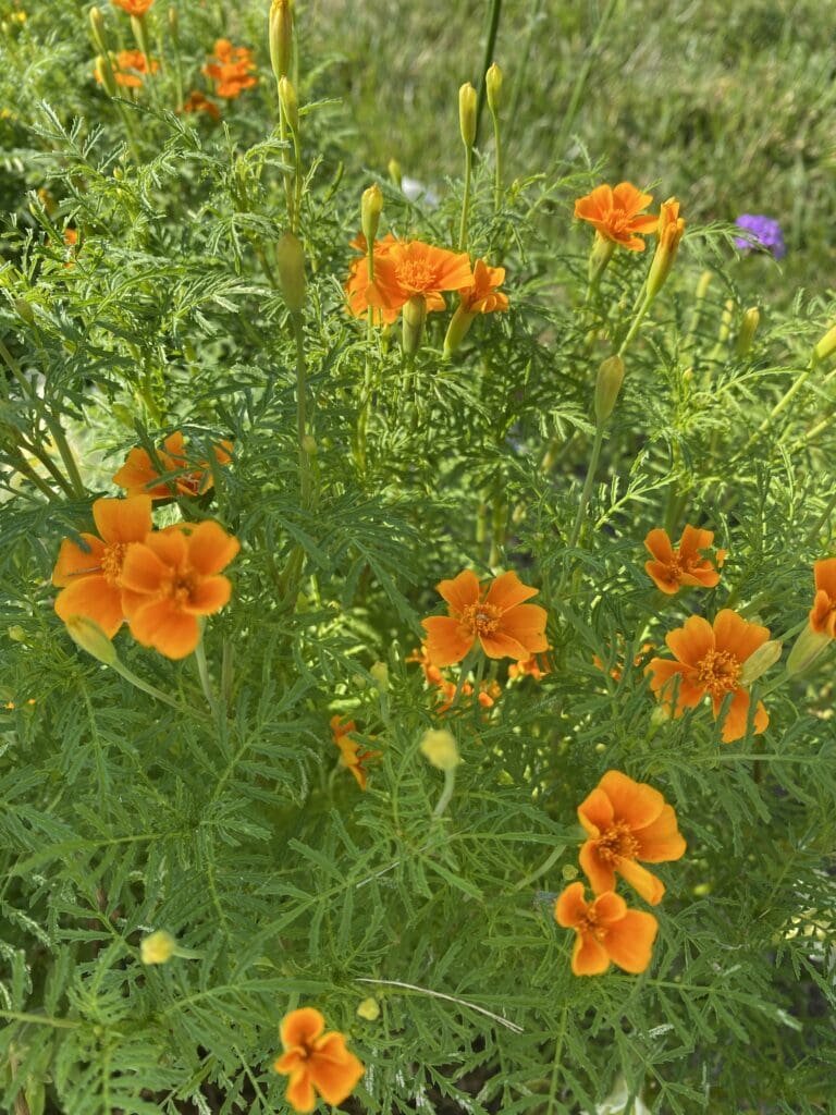 Garden Fairies Provide a Summer Report