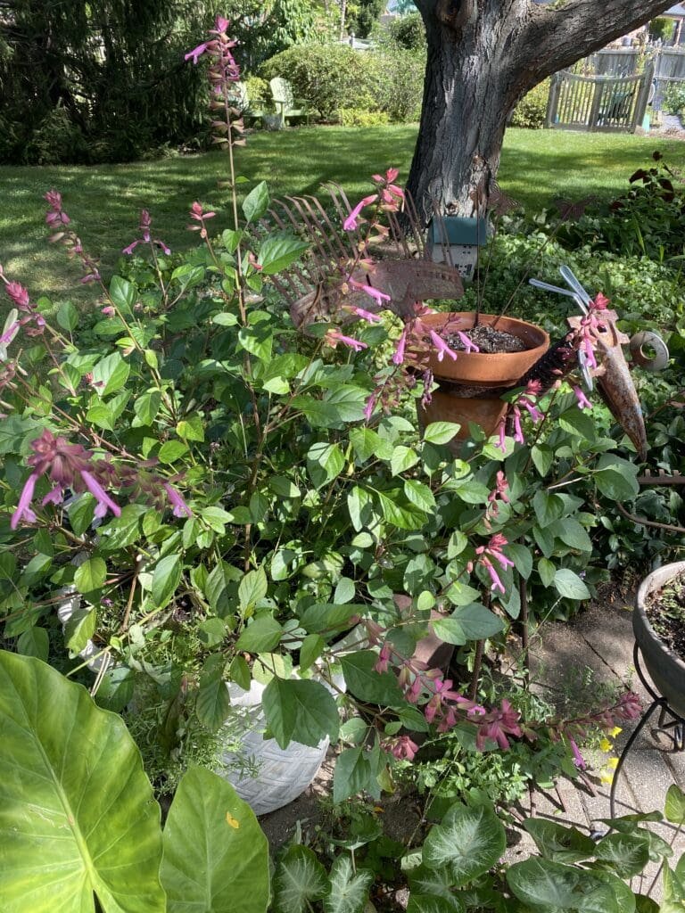 Plantcrastination, Defined