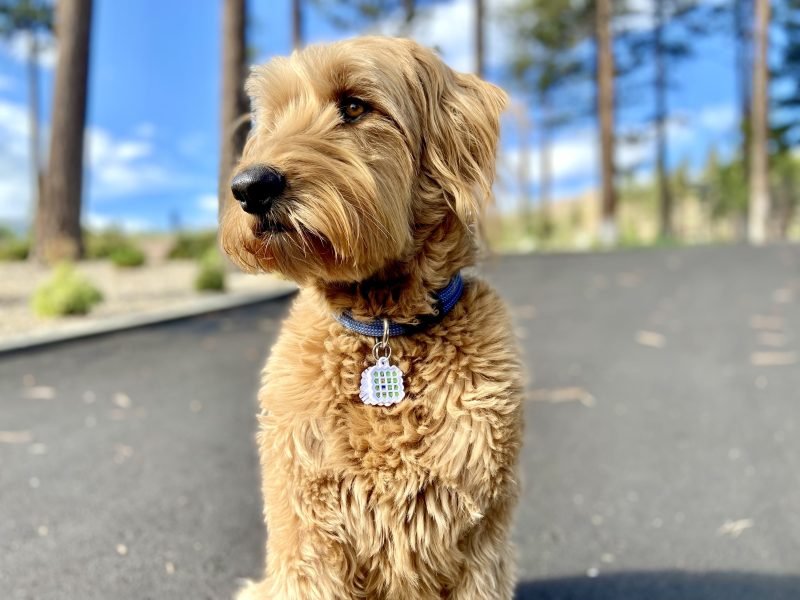 Natural Ways to Get Rid of Fleas Fast: How NATPAT Helps Repel Fleas & Protect Your Home