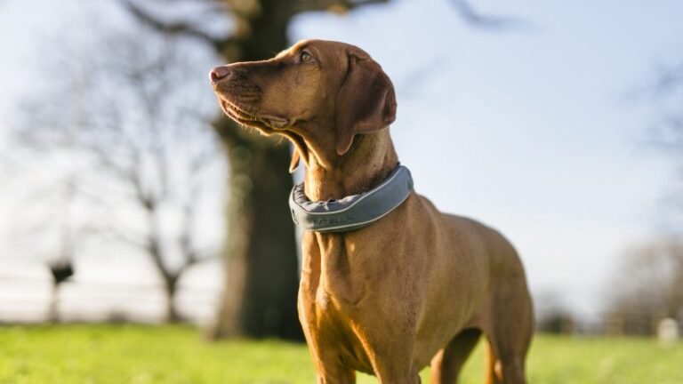 Microchips Aren’t Enough: Why Lost Pet Recovery Needs a Tech Upgrade
