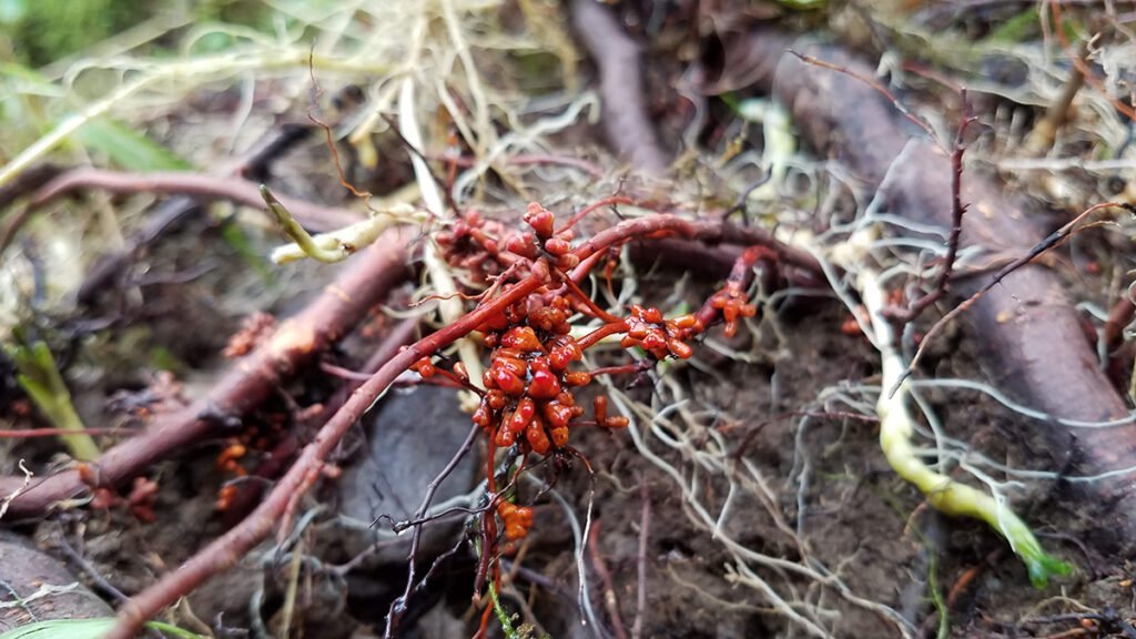 Nitrogen Needs Could Be Limiting Nature’s Carbon Capacity