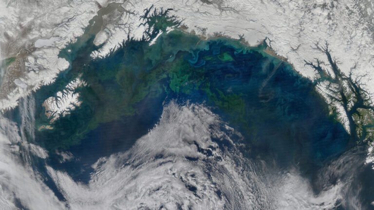 Iron Emissions Are Shifting a North Pacific Plankton Bloom