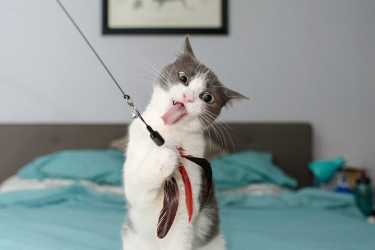 15 Weird Cat Behaviors That Stump Kitty Parents: Facts & Explanation