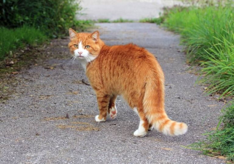 Is Your Cat Missing or Just on an Adventure? How to Tell (With Vet-Reviewed Tips)