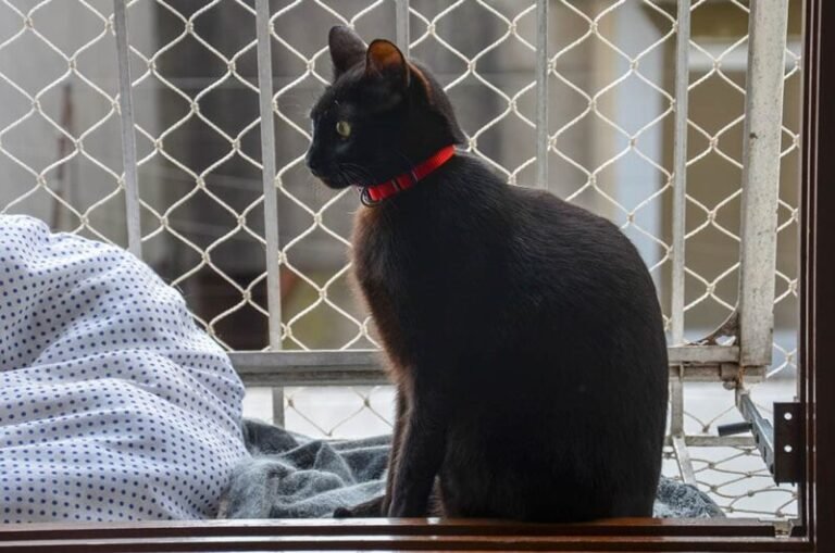 A Simple DIY Cat Fence Idea You Can Build Today (With Instructions)