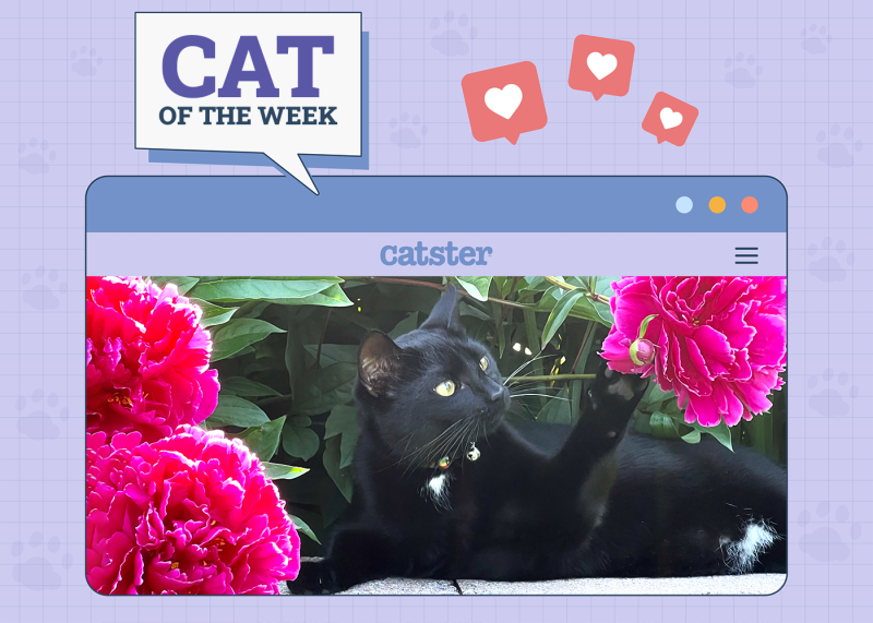 Catster Photo Contest: Cats of the Week Winners (August 21, 2025)