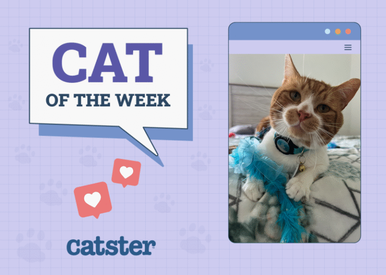 Catster Photo Contest: Cats of the Week Winners (August 28, 2025)