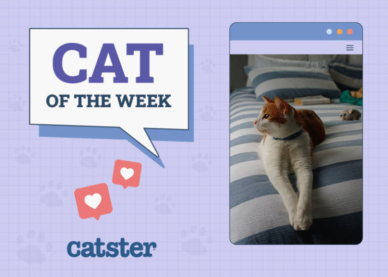 Catster Photo Contest: Cats of the Week Winners (August 7, 2025)
