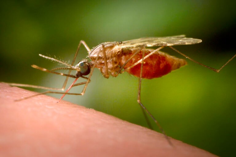 China fights mosquito-borne chikungunya virus with drones, fines and nets