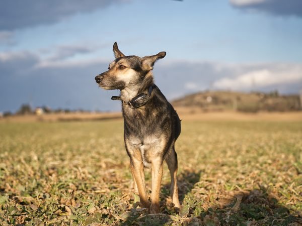 9 Best Wireless Dog Fences in 2025 – Reviews & Top Picks