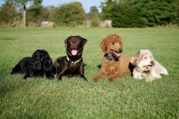 National Spoil Your Dog Day 2025: What It Is & How to Celebrate