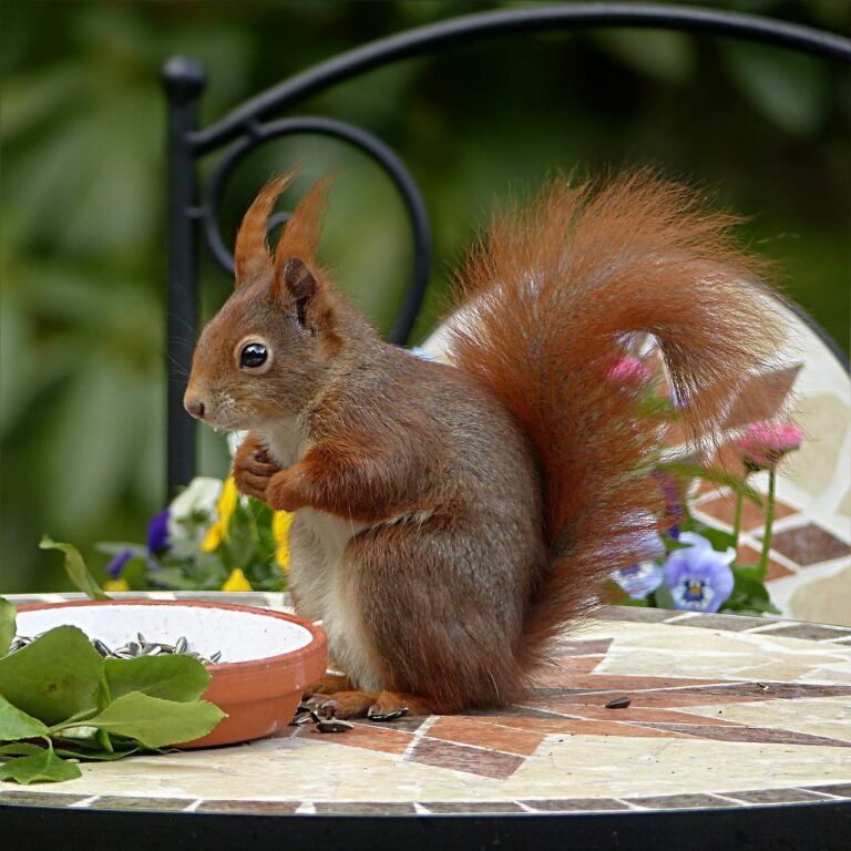 Actionable Ways to Keep Squirrels Out of Your Garden