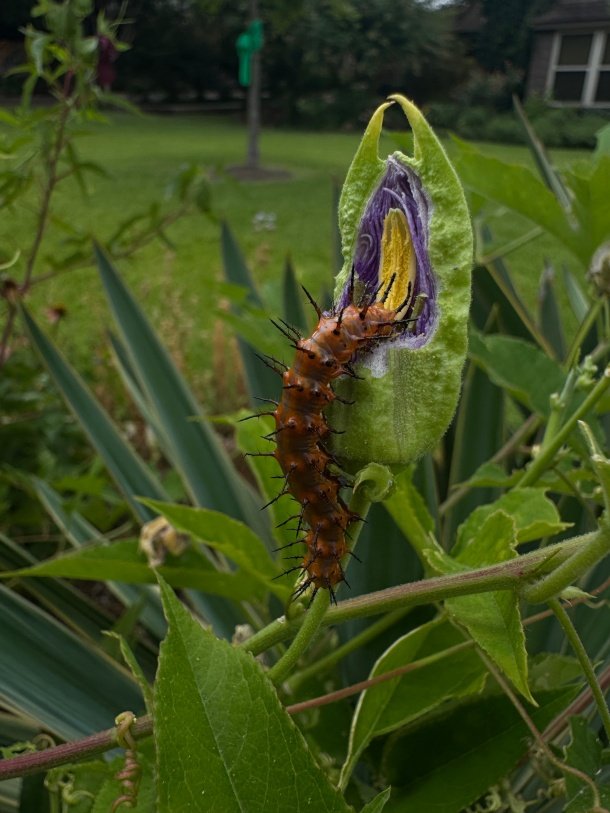  Life Cycle of the Gulf Fritillary Butterfly