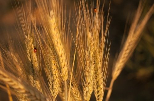 Seed Sown on Good Soil – Matthew 13:23