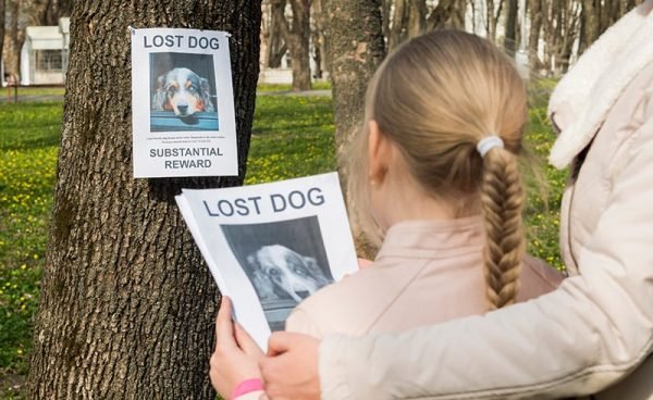 How to Find a Lost Dog: 12 Vet-Approved Steps