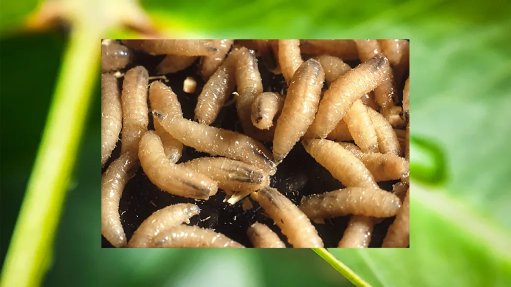 What is a flesh-eating screwworm? Here’s what to know after the first confirmed human U.S. case in years