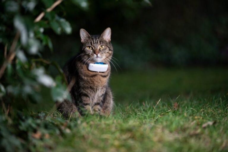 8 Best Cat GPS Trackers & Collars in 2025 – Reviews & Top Picks