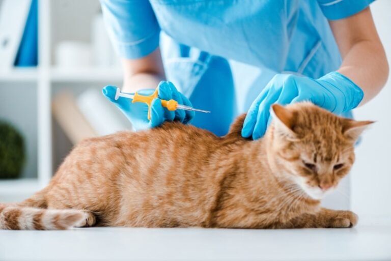 National Microchipping Month 2025: When & What It Is