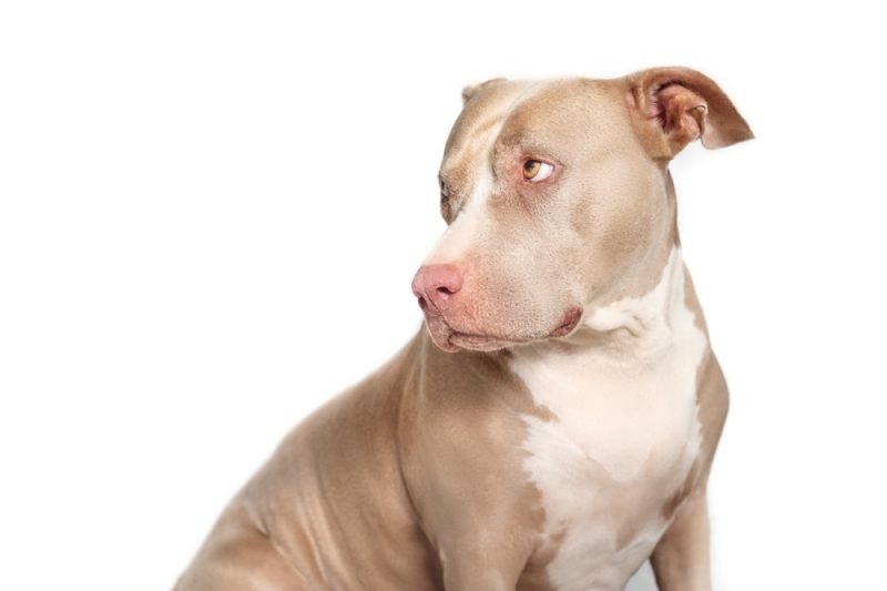 Pit Bulls: The Truth About Owning America’s Most Misunderstood Dog