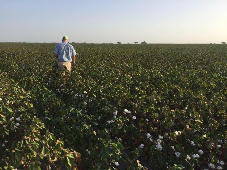 Texas cotton farmers prepare for 'curveball' as pest invasion threatens future