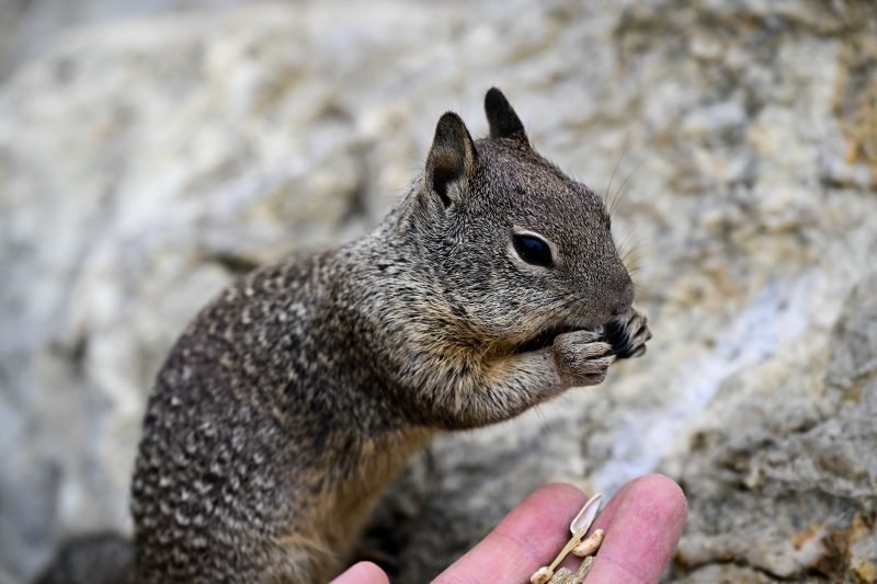 California neighborhood residents say squirrels attacking, injuring people: 'Not a joke'