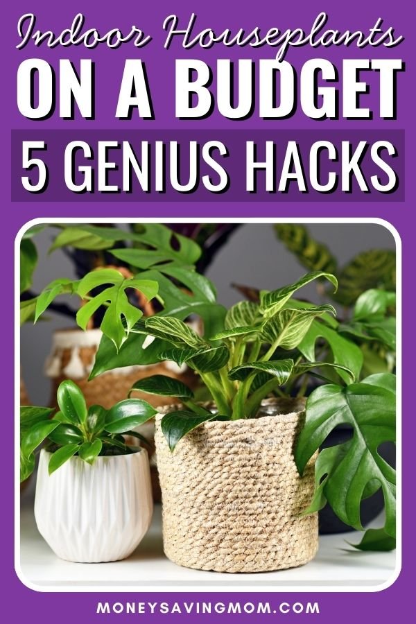 Indoor Houseplants on a Budget: 5 Hacks to Save $300+ Per Year