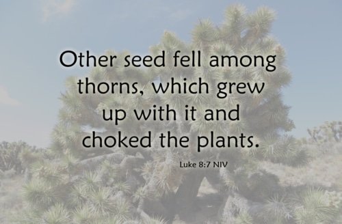 How to be Fruitful: Pull the Weeds – Luke 8:14