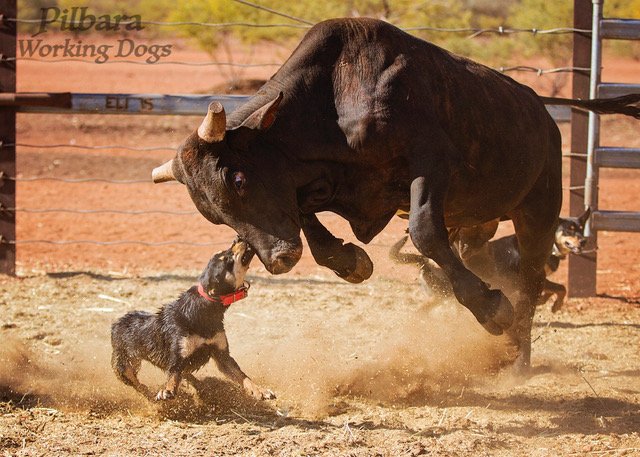 Pilbara Working Dogs