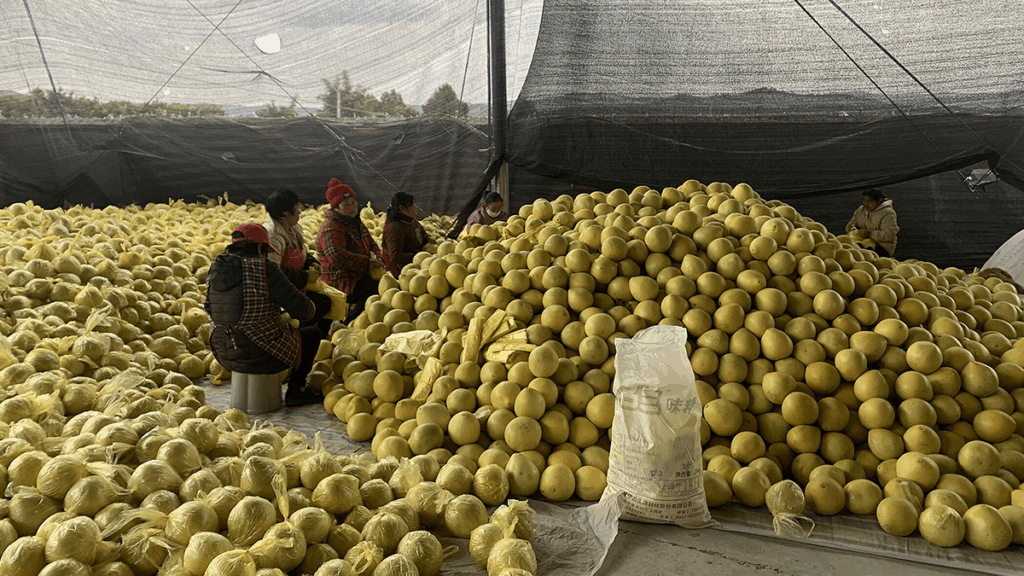 Smallholder Farmers Face Risks in China’s Push for Modern Agriculture