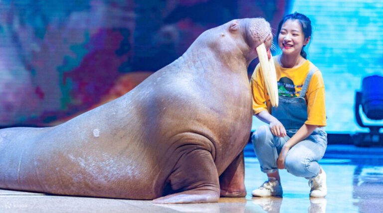 Shanghai Haichang Ocean Park’s Latest Tips for 2025