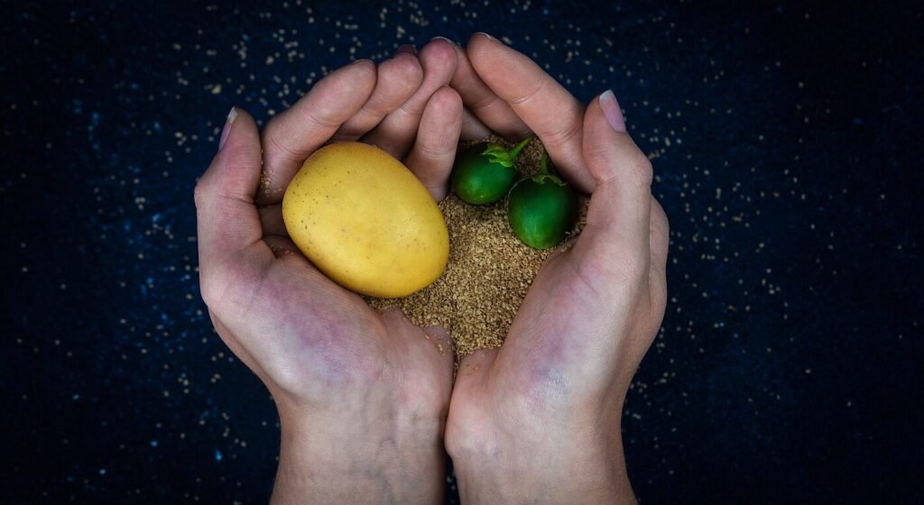 Breeding potatoes is a crapshoot; Solynta stacks the deck with hybrid seed tech