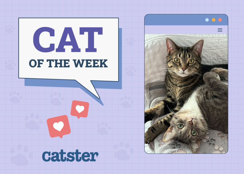 Catster Photo Contest: Cats of the Week Winners (September 11, 2025)