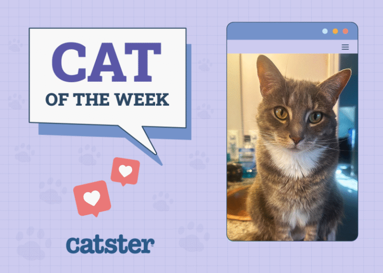 Catster Photo Contest: Cats of the Week Winners (September 4, 2025)