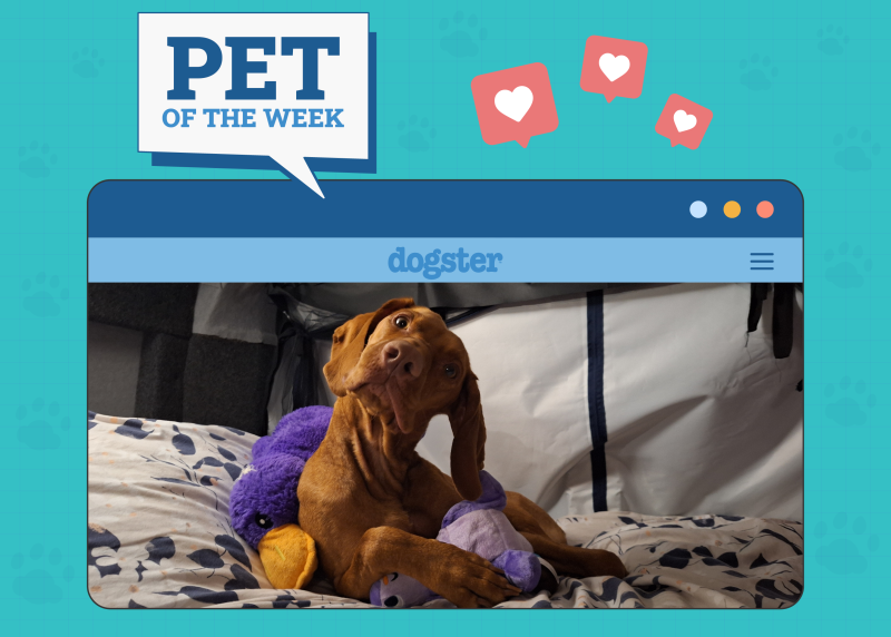 Dogster Photo Contest: Dogs of the Week Winners (September 11, 2025)
