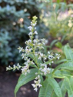 My Favorite Herb…And a Good Companion