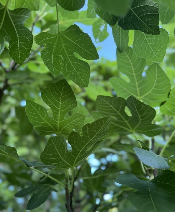 Growing Figs in Texas