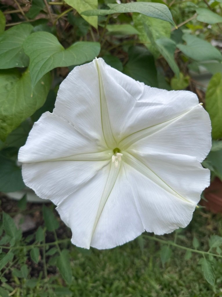 Dallas County Master Gardener School and Moon Flowers